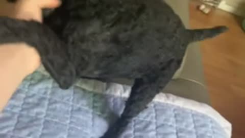 Black poodle dog fighting hands.