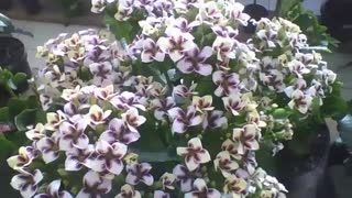 Beautiful flowers of white fortune in the flower shop, sign of good luck! [Nature & Animals]