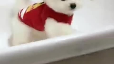 Cute little dog puppy