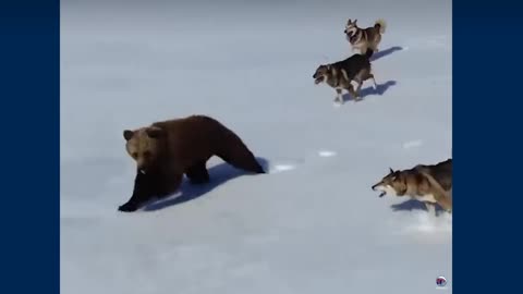 Wolves 🐺 attacks on bear.