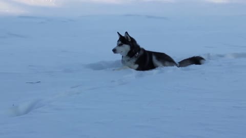 Husky Dog Max Loves to Play in Deep Snow