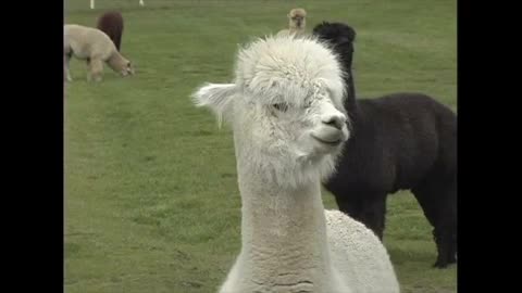 Group of beautiful Alpaca ( you won't regret watching this video)