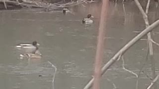 Very active duck