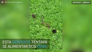 Pássaros atacam cobra para defender seus ovos