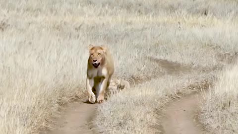 Cute Lion Cub's With Mama Lioness ❤