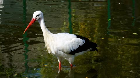 Stork waiting for Catch Fish 🐠🐟 From the Pond