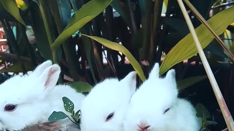 Cute three rabbits resting on a pot.