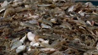 Ragin Cajuns: Shrimp Jackpot