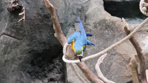 Blue-Throated Macaw Parrot Climb Tree Branch With Robe