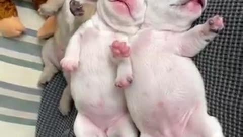 Baby bulldog video