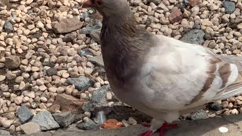 Carrier pigeons are eating fruit