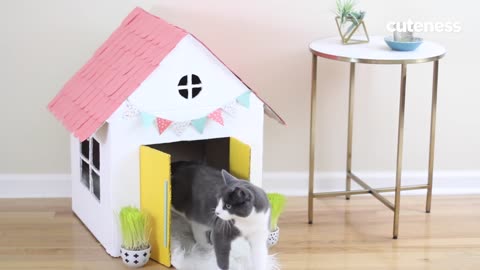 HOW TO BUILD A cat house