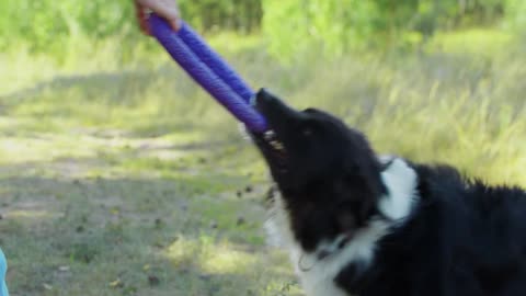 Big black and white trained dog gritting its teeth on a toy and pulls on itself