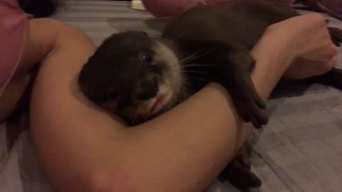 An otter craves for owner's love