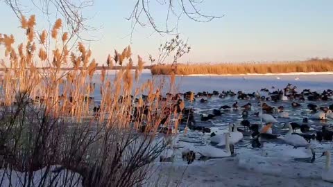 Where are swans in the frozen Lake of Ontario in the winter_