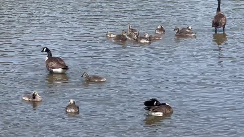 Canada Goose family chilling on the Humber River in south Etobicoke