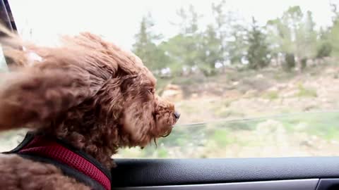 Dog enjoying a wind
