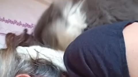 Cat got crazy with his moms hair