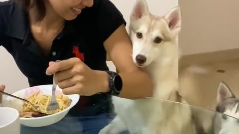 Impatient dog takes begging to whole new level