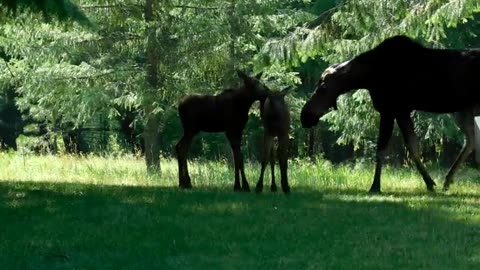 Feisty Moose Calf Confronts Sprinkler