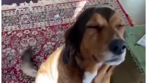 dog acts blind to prevent punishment