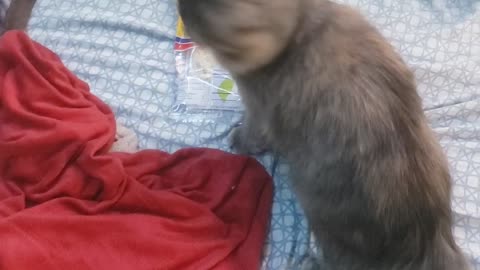 Kitten steals squid jerky