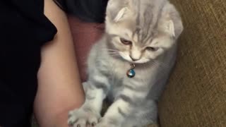 Precious Paws Massage