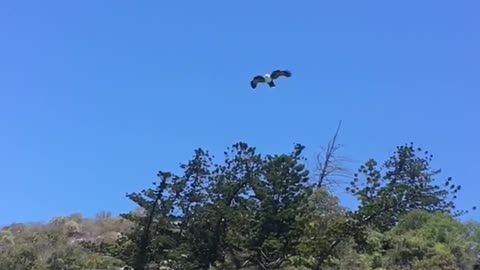 Sea Eagle Grabbing a Hot Dog Out of Friends Hand