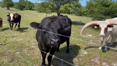 Bull likes oranges