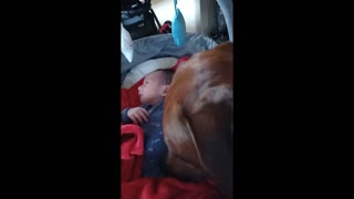 Big Dog Guards & Gently, Lovingly Checks Tiny Baby