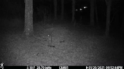 Raccoon standing up 1-20-21