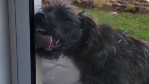Black dog licking the glass window