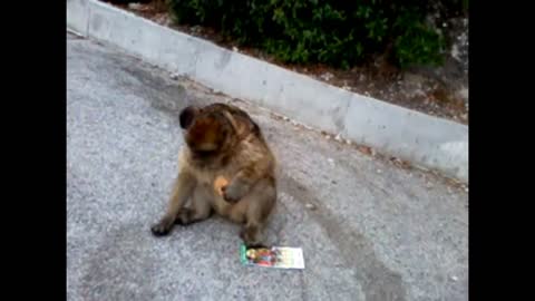 ¨Criminal¨ monkey in Gibraltar (UK)