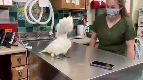 Male Cockatoo Dancing with Vet Hospital Staff 💗