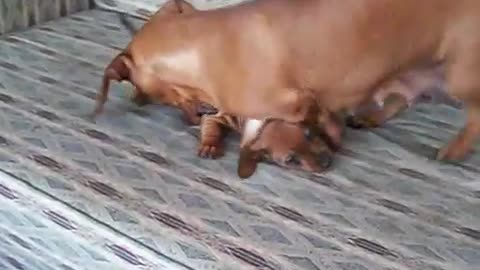 Dachshund: Mother and puppy playing