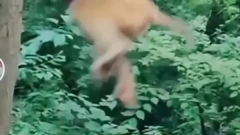 Animal Funny Videos