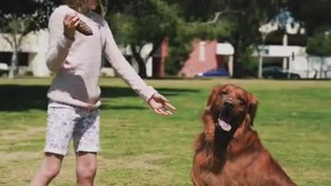 Funniest and Cutest Dog Training Tricks #Shorts, #82
