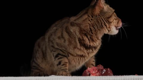 😍wow Kitten ASMR😍baby cat eats fresh liverwhich is very tasty
