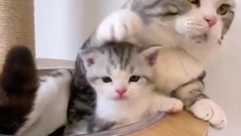 Cute cat