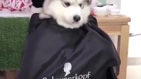 Giving the dog a haircut