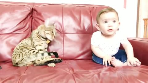 Funniest !! dog and 😸cats- awesome funny 😇 animal vidio !! 😸 funny dog vidios