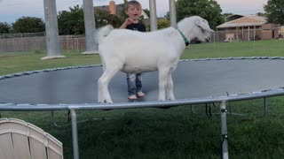 Boy Bounces With Billy Goat Best Friend