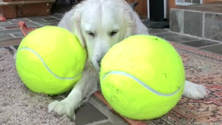 Happy Golden Playing with Her Giant Tennis Balls