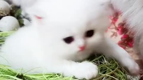 Cutest baby animals videos compilation cute moment of the animals-cutest animals # 54