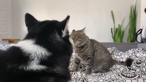 morning workout from a cat and a husky