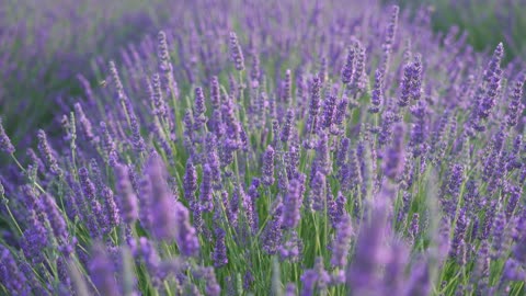 The Most Beautiful Lavender Flowers in the World