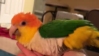 Caique hand surfing