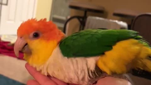 Caique hand surfing