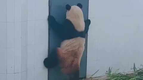 Kunfu Panda🐼 knows How to Open up Door🚪😂😂