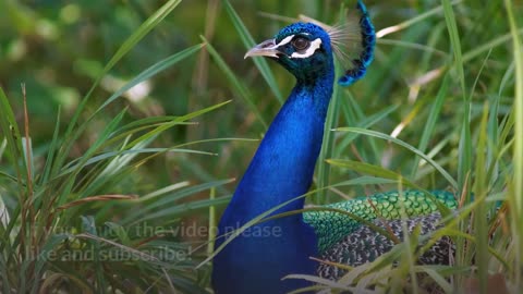 Indian Peafowl || You don't even know about this facts.